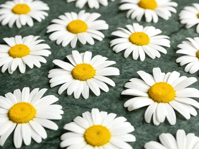 گیاه بابونه