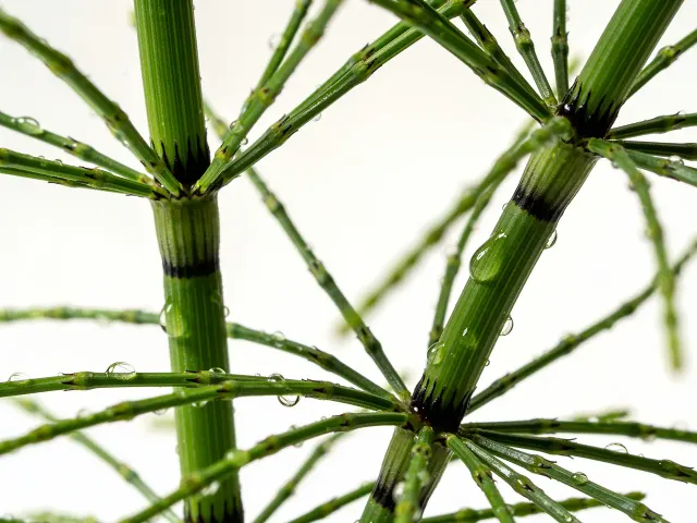 گیاه دماسبی